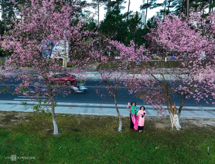 ດອກສະກຸຣະເບັ່ງ​ບານ​ຢູ່​ໃຈກາງ​ນະຄອນ ດ່າ​ລາດ