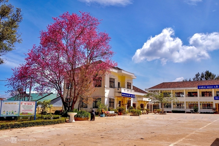 ດອກສະກຸຣະເບັ່ງ​ບານ​ຢູ່​ໃຈກາງ​ນະຄອນ ດ່າ​ລາດ