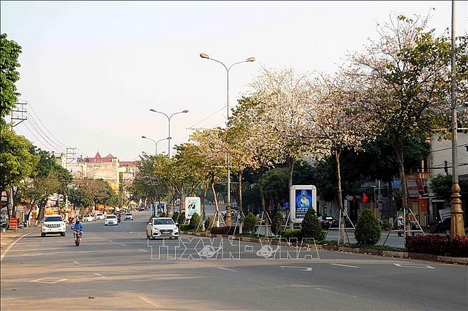 ຊົມດອກບານສີຂາວທີ່ເບັ່ງບານອວດອ້າງສີສັນຢູ່ທ້ອງຟ້າຂອງເຊີນລາ