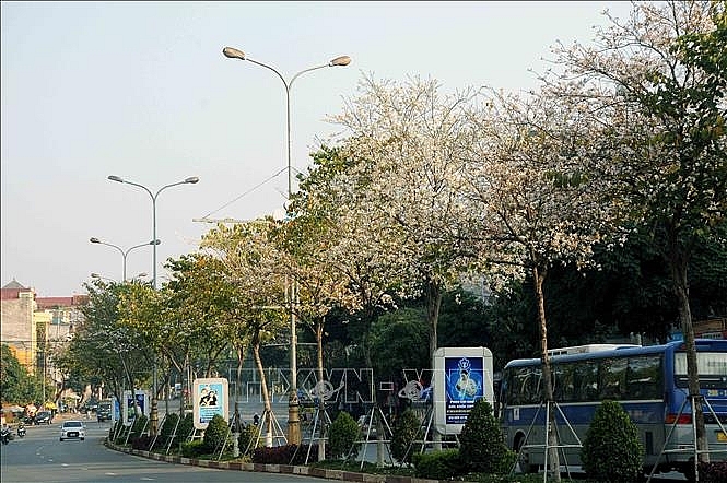ຊົມດອກບານສີຂາວທີ່ເບັ່ງບານອວດອ້າງສີສັນຢູ່ທ້ອງຟ້າຂອງເຊີນລາ