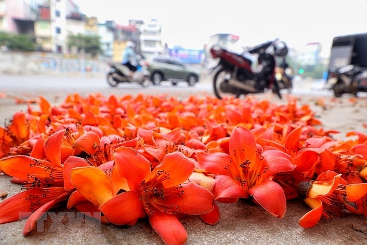 ຮ່າໂນ້ຍ ແດງເຈີດຈ້າ ດ້ວຍສີແດງເຂັ້ມຂອງດອກ ກ້າວ ເດືອນມີນາ