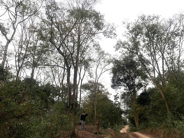 ປ່າຕົ້ນການພູທີ່ເປັນເອກະລັກສະເພາະພິເສດຢູ່ທ່າມກາງປ່າດົງ ປ່າຕົ້ນການພູທີ່ເປັນເອກະລັກສະເພາະພິເສດຢູ່ທ່າມກາງປ່າດົງ