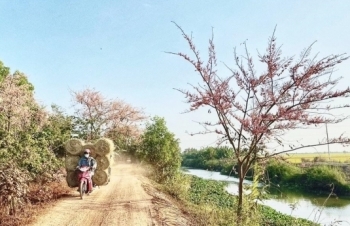 ຊົມ “ດອກຊາກຸຣາພາກຕາເວັນຕົກ”  ທີ່ສີບົວປົກຄຸມໄປທົ່ວເສັ້ນທາງຊົນນະບົດ