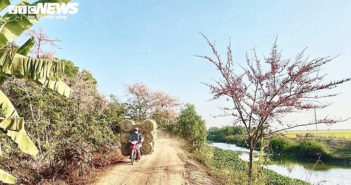 ຊົມ “ດອກຊາກຸຣາພາກຕາເວັນຕົກ” ທີ່ສີບົວປົກຄຸມໄປທົ່ວເສັ້ນທາງຊົນນະບົດ ຊົມ “ດອກຊາກຸຣາພາກຕາເວັນຕົກ” ທີ່ສີບົວປົກຄຸມໄປທົ່ວເສັ້ນທາງຊົນນະບົດ