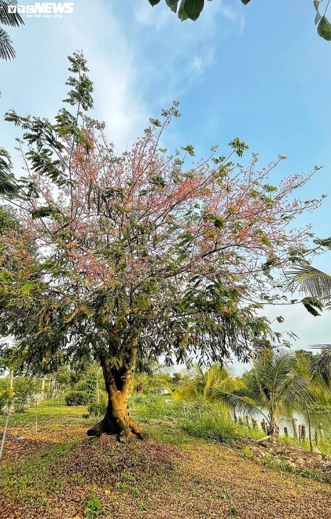 ຊົມ “ດອກຊາກຸຣາພາກຕາເວັນຕົກ” ທີ່ສີບົວປົກຄຸມໄປທົ່ວເສັ້ນທາງຊົນນະບົດ ຊົມ “ດອກຊາກຸຣາພາກຕາເວັນຕົກ” ທີ່ສີບົວປົກຄຸມໄປທົ່ວເສັ້ນທາງຊົນນະບົດ
