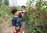 ຟາມໝາກມອນໃນເຂດຊານເມືອງຂອງຮ່າໂນ້ຍ - ເປັນແຫຼ່ງທ່ອງທ່ຽວແບບນິເວດທີ່ຈັບອົກຈັບໃຈໃນຕົ້ນລະດູແລ້ງ