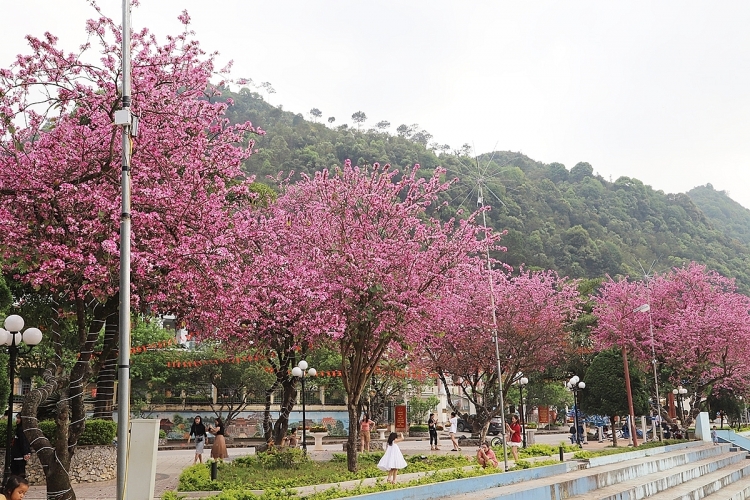 ຫຼົງໄຫຼຕໍ່ສີສັນຂອງດອກບານແດງຢູ່ແມ່ວວາກ