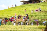 ນາ​ຂັ້ນໄດໝູ່ກັງຈ໊າຍໃນ​ລະ​ດູ​ເຂົ້າ​ທີ່​ສຸກເຫຼືອງ ຂອງ​ພູ​ເຂົາ​ຕາ​ເວັນ​ຕົກ​ສ່ຽງ​ເໜືອ