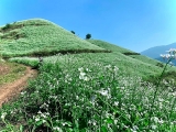 ຄົ້ນພົບພູທີ່ເຕັມໄປດ້ວຍດອກຜັັກກາດຂາວທີ່ສວຍງາມຢູ່ມົກເຈົາ
