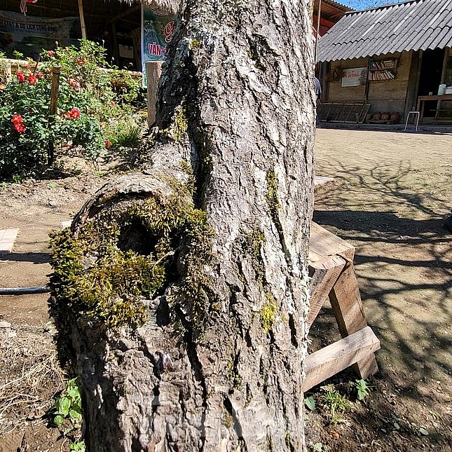 ຂຶ້ນໄປທີ່ 'ປະຕູສະຫວັນ' ຊົມດອກຄາຍເບັ່ງບານ (30 tết dương) ຂຶ້ນໄປທີ່ 'ປະຕູສະຫວັນ' ຊົມດອກຄາຍເບັ່ງບານ