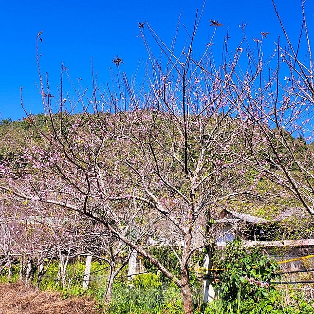ຂຶ້ນໄປທີ່ 'ປະຕູສະຫວັນ' ຊົມດອກຄາຍເບັ່ງບານ (30 tết dương) ຂຶ້ນໄປທີ່ 'ປະຕູສະຫວັນ' ຊົມດອກຄາຍເບັ່ງບານ