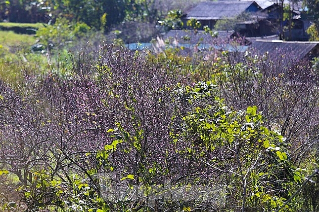 ຂຶ້ນໄປທີ່ 'ປະຕູສະຫວັນ' ຊົມດອກຄາຍເບັ່ງບານ (30 tết dương) ຂຶ້ນໄປທີ່ 'ປະຕູສະຫວັນ' ຊົມດອກຄາຍເບັ່ງບານ