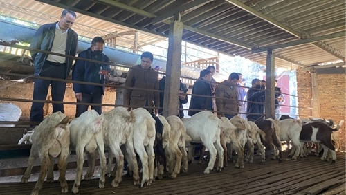 ພະນັກງານແຂວງໄຊສົມບູນ ຢ້ຽມຢາມຮູບແບບການລ້ຽງສັດຢູ່ບັກຢ່າງ