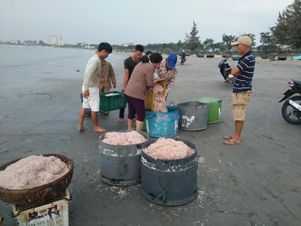 Nhiều ngư dân Quảng Ngãi trúng đậm ruốc biển cuối năm nhieu ngu dan quang ngai trung dam ruoc bien cuoi nam