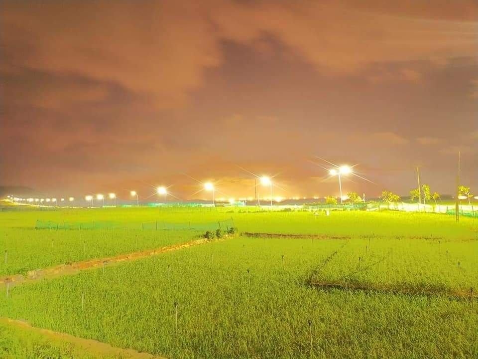 Đảo Lý Sơn tấp nập hàng Tết Tân Sửu Đảo Lý Sơn tấp nập hàng Tết Tân Sửu