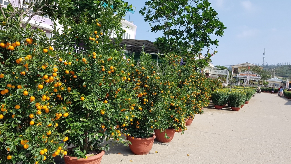 Đảo Lý Sơn tấp nập hàng Tết Tân Sửu Đảo Lý Sơn tấp nập hàng Tết Tân Sửu