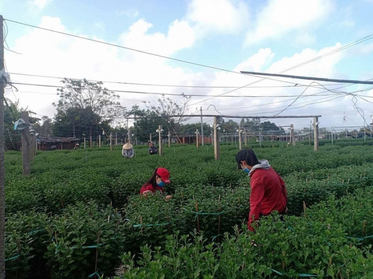 Hoa kiểng miền Trung trong nỗi lo vụ Tết Hoa kiểng miền Trung trong nỗi lo vụ Tết