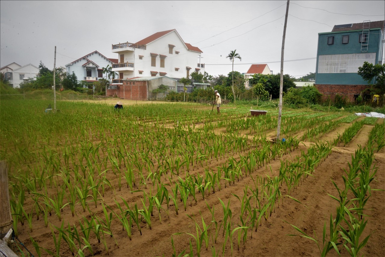 Hoa kiểng miền Trung trong nỗi lo vụ Tết Hoa kiểng miền Trung trong nỗi lo vụ Tết