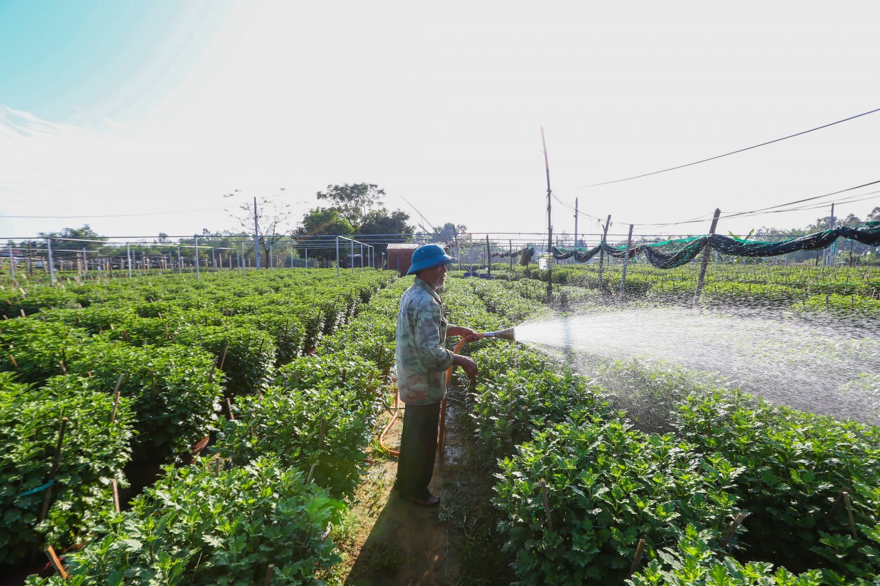 Hoa kiểng miền Trung trong nỗi lo vụ Tết Hoa kiểng miền Trung trong nỗi lo vụ Tết