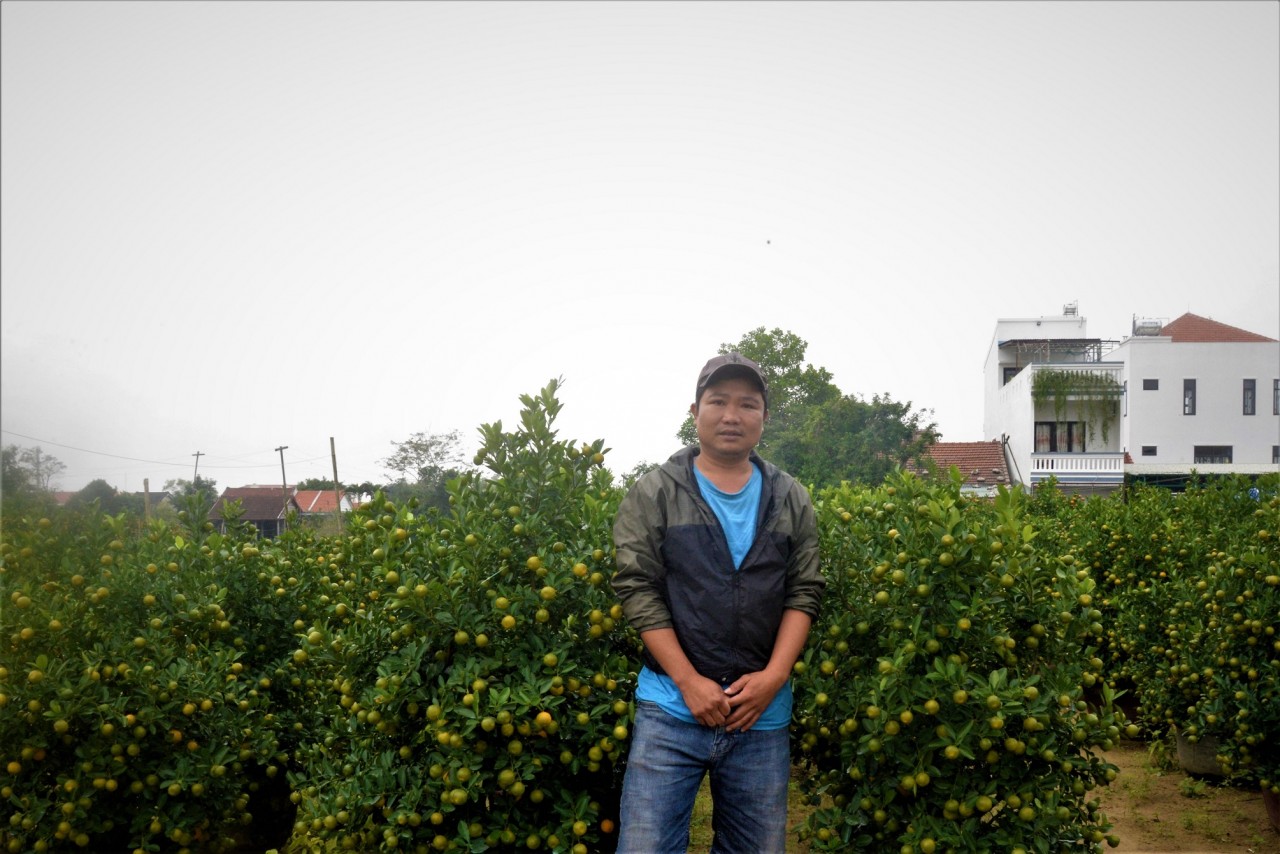 Hoa kiểng miền Trung trong nỗi lo vụ Tết Hoa kiểng miền Trung trong nỗi lo vụ Tết