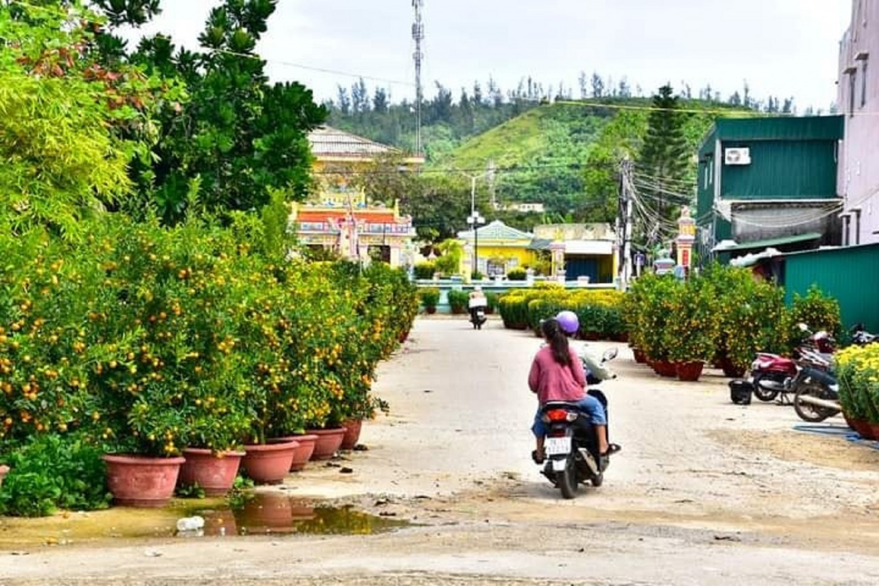 Lý Sơn ngập sắc hoa xuân Lý Sơn ngập sắc hoa xuân