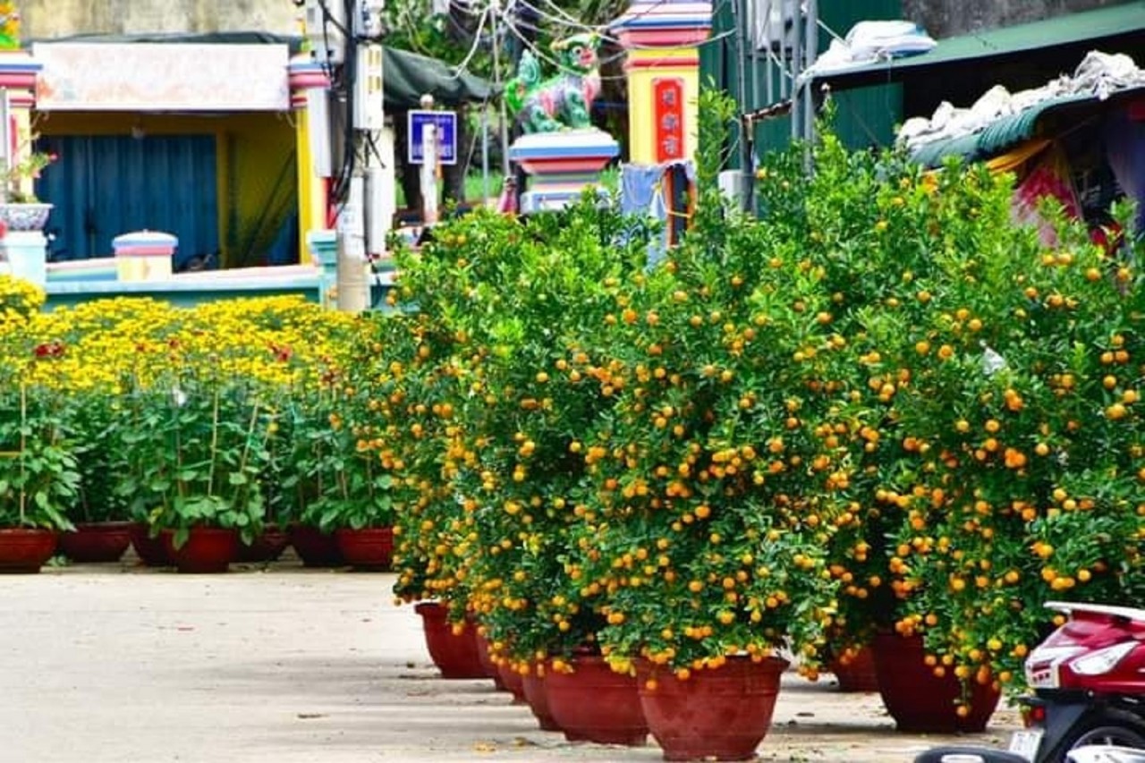 Lý Sơn ngập sắc hoa xuân Lý Sơn ngập sắc hoa xuân