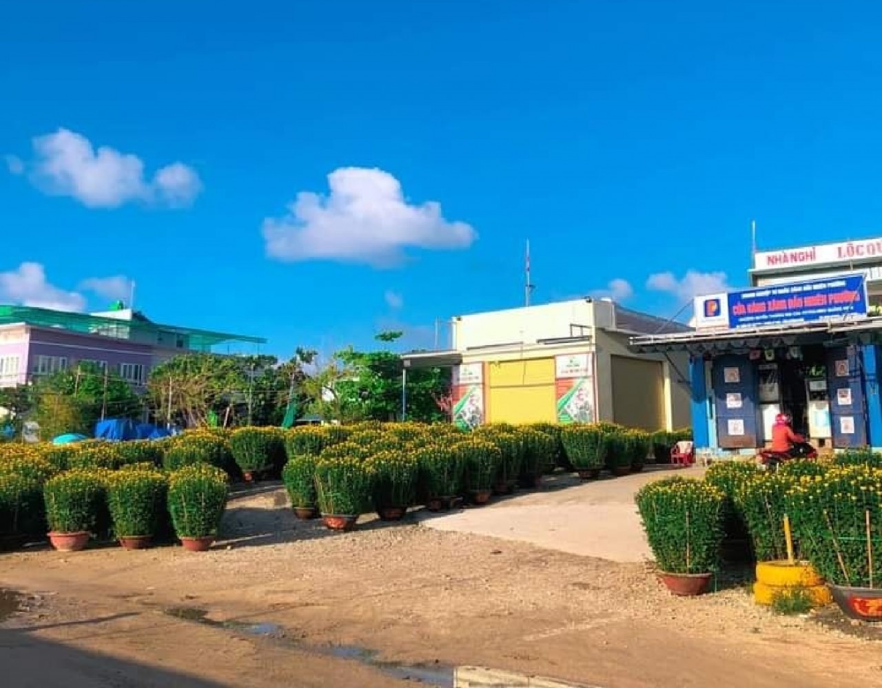 Lý Sơn ngập sắc hoa xuân Lý Sơn ngập sắc hoa xuân