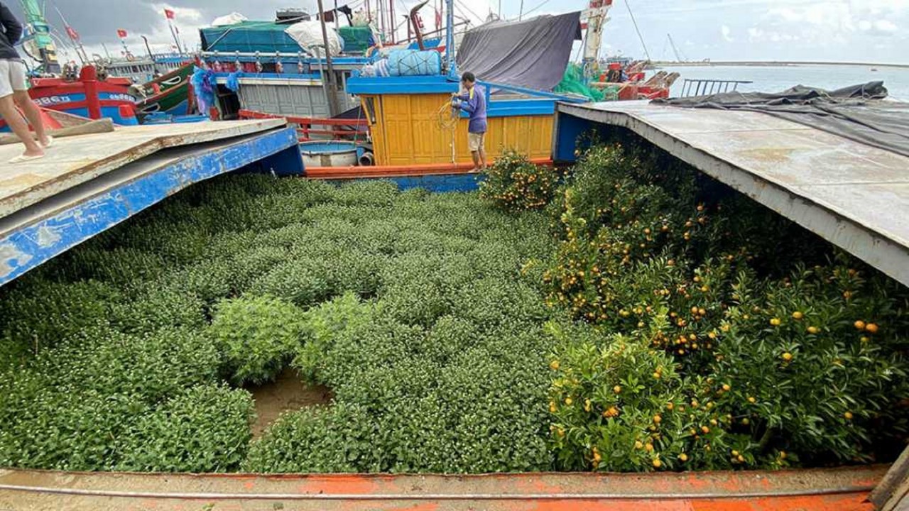 Lý Sơn ngập sắc hoa xuân Lý Sơn ngập sắc hoa xuân