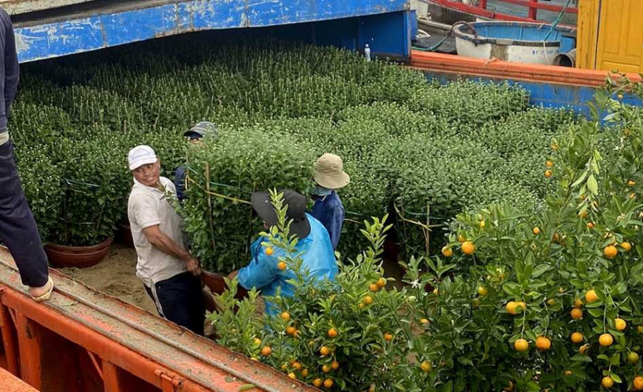 Lý Sơn ngập sắc hoa xuân Lý Sơn ngập sắc hoa xuân
