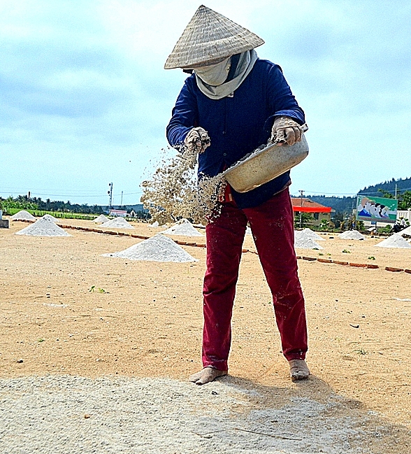 Nông dân Lý Sơn trồng hành tím trái vụ