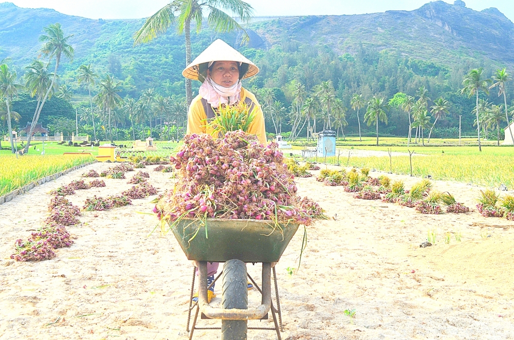 Nông dân Lý Sơn trồng hành tím trái vụ