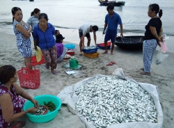 Cá trích được mùa, giá cao ở Thừa Thiên Huế