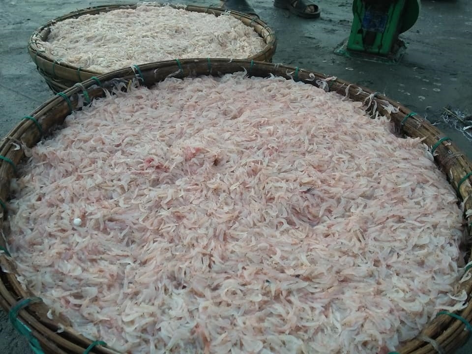 Vào mùa ruốc biển, ngư dân Đà Nẵng phấn khởi vì giá cao Vào mùa ruốc biển, ngư dân Đà Nẵng phấn khởi vì giá cao