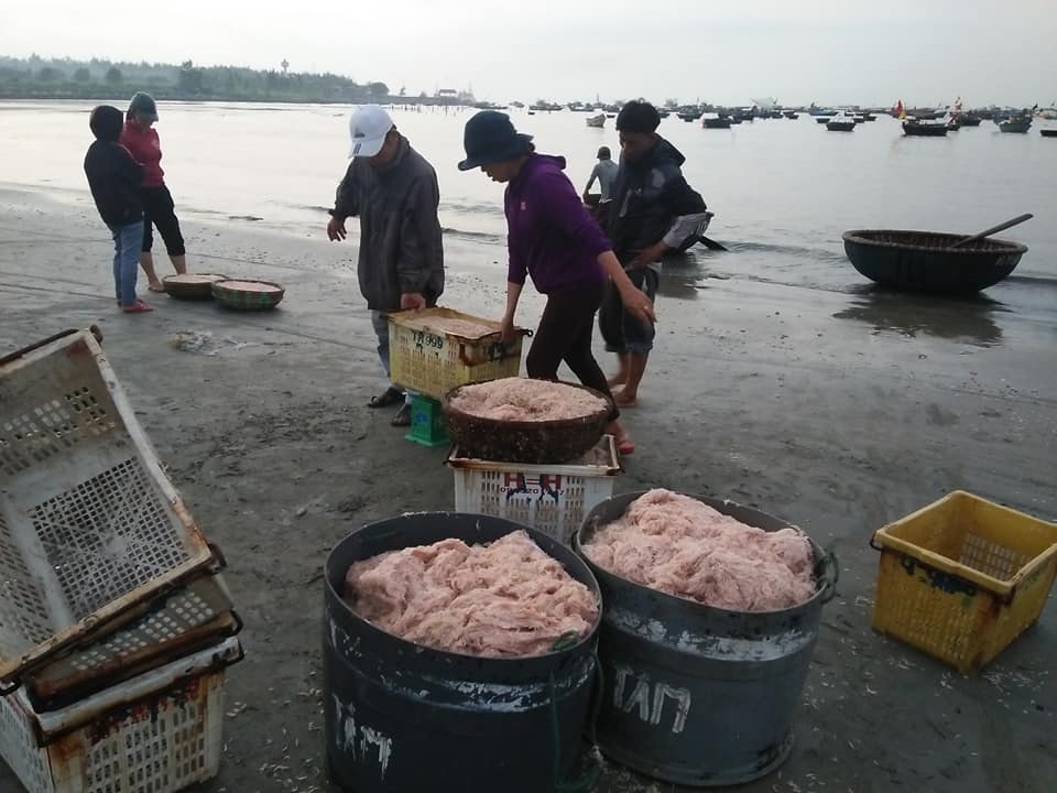 Vào mùa ruốc biển, ngư dân Đà Nẵng phấn khởi vì giá cao Vào mùa ruốc biển, ngư dân Đà Nẵng phấn khởi vì giá cao
