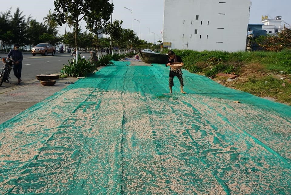 Vào mùa ruốc biển, ngư dân Đà Nẵng phấn khởi vì giá cao Vào mùa ruốc biển, ngư dân Đà Nẵng phấn khởi vì giá cao