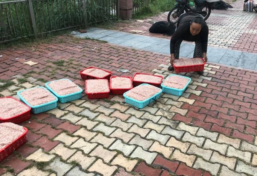 Vào mùa ruốc biển, ngư dân Đà Nẵng phấn khởi vì giá cao Vào mùa ruốc biển, ngư dân Đà Nẵng phấn khởi vì giá cao