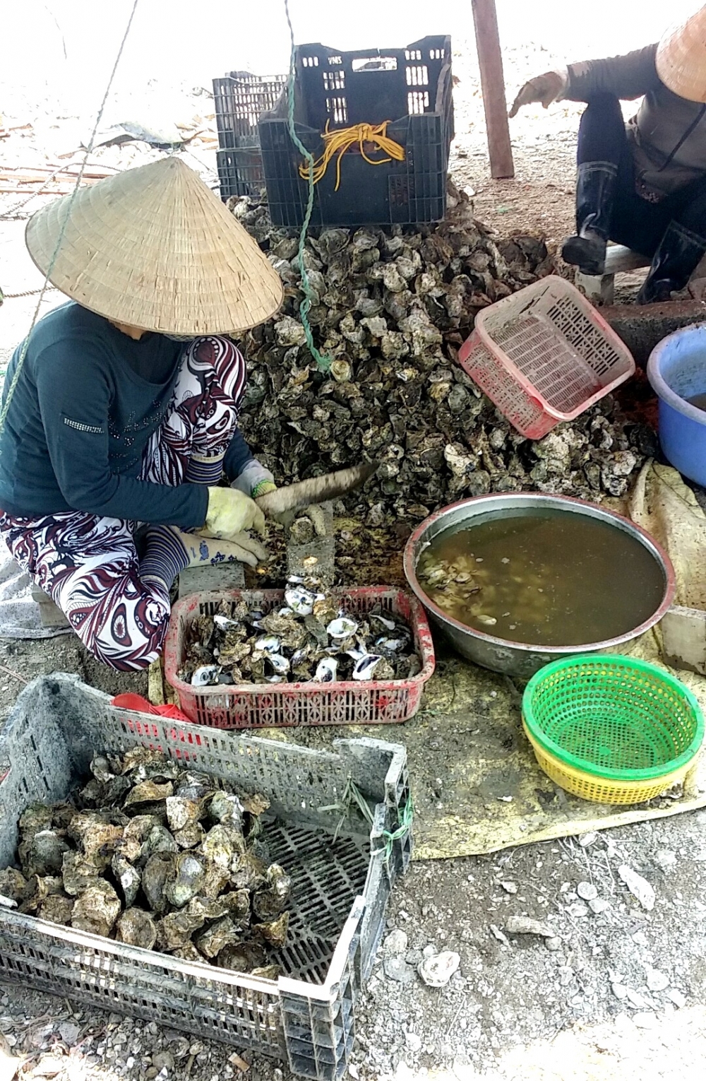 Mùa hàu về ở đồng nước Lập An Mùa hàu về ở đồng nước Lập An