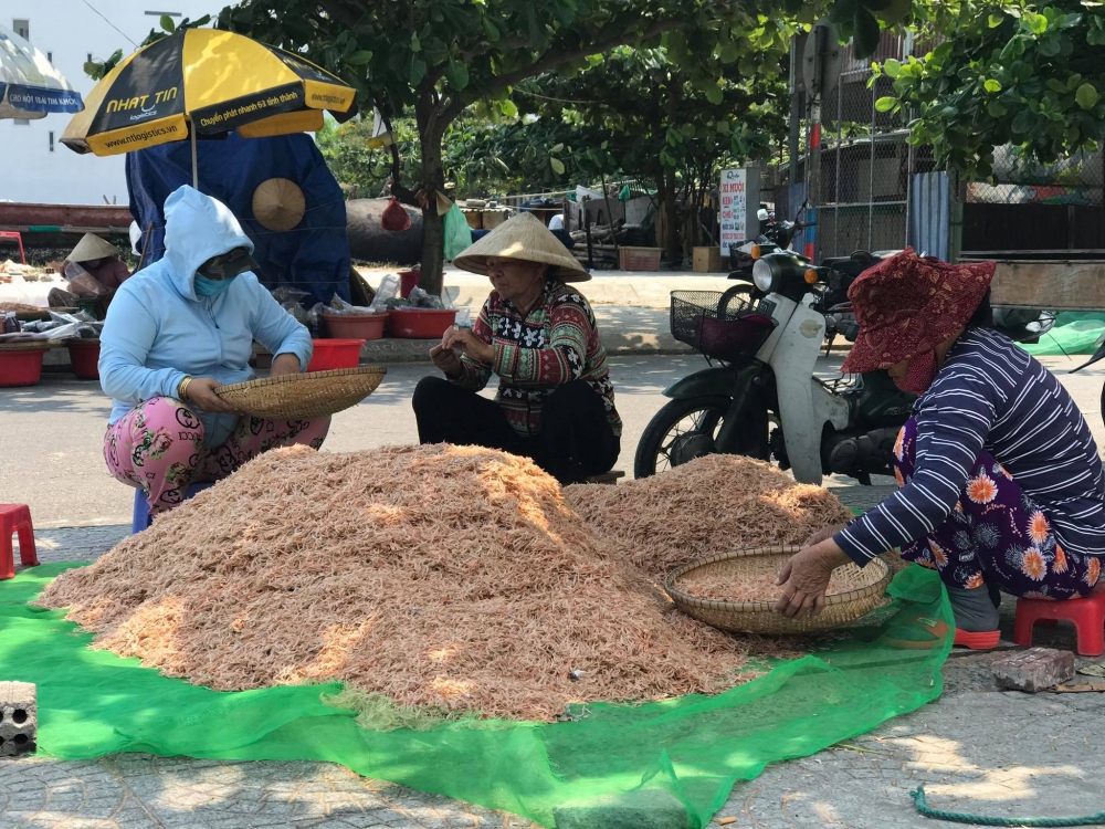 Cận cảnh quá trình phơi khô ruốc biển của ngư dân Đà Nẵng Cận cảnh quá trình phơi khô ruốc biển của ngư dân Đà Nẵng