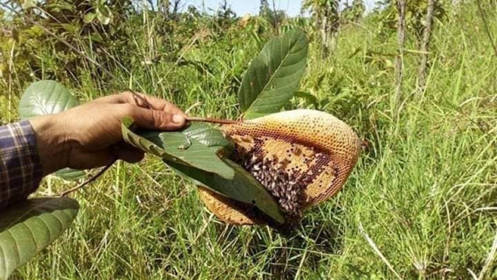 Vào rừng săn ong ruồi ở Tây Nguyên Vào rừng săn ong ruồi ở Tây Nguyên