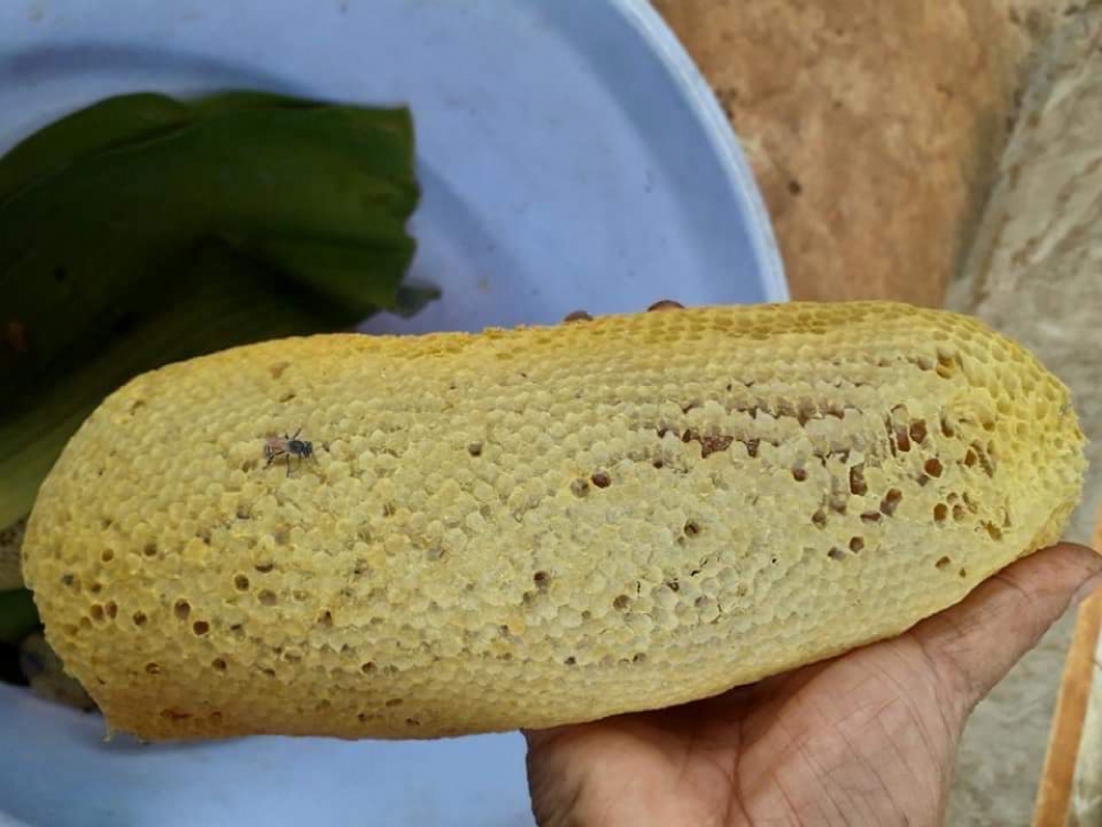 Vào rừng săn ong ruồi ở Tây Nguyên Vào rừng săn ong ruồi ở Tây Nguyên
