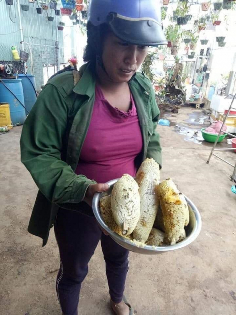 Vào rừng săn ong ruồi ở Tây Nguyên Vào rừng săn ong ruồi ở Tây Nguyên