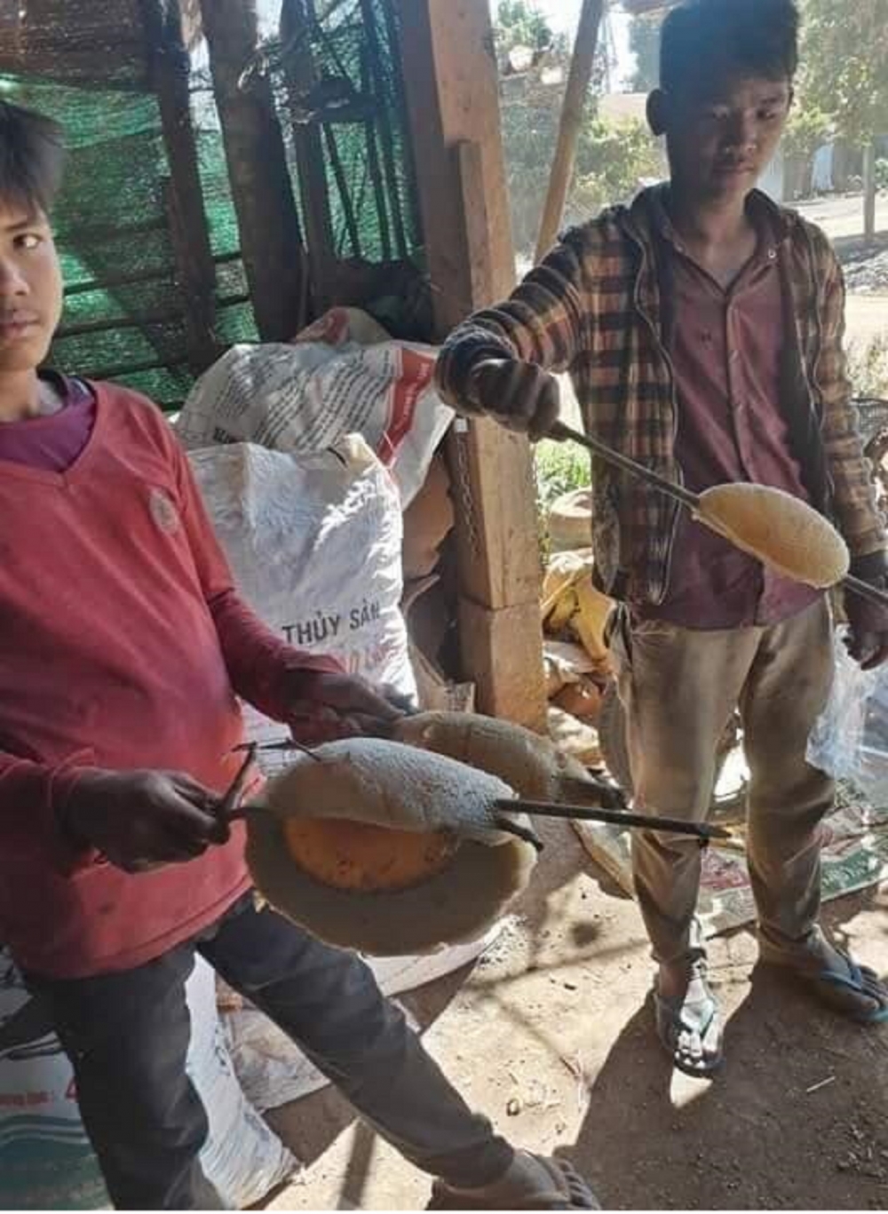 Vào rừng săn ong ruồi ở Tây Nguyên Vào rừng săn ong ruồi ở Tây Nguyên