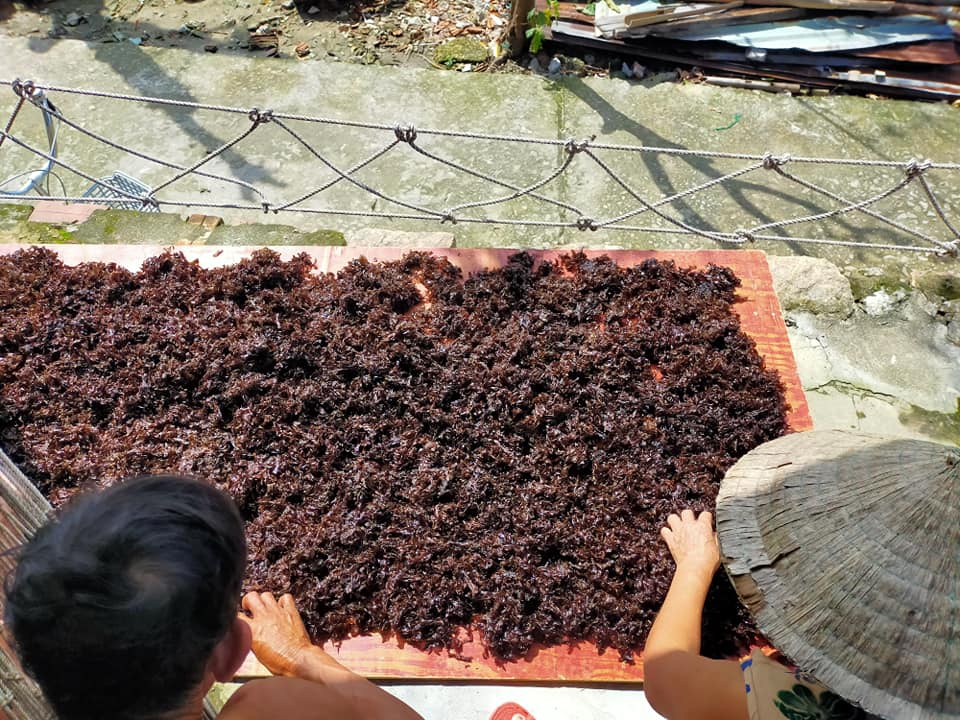 'Lộc trời' Cù lao Chàm tiền triệu mỗi ký 'Lộc trời' Cù lao Chàm tiền triệu mỗi ký