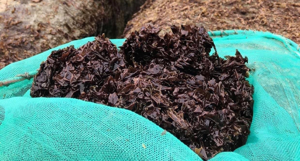 'Lộc trời' Cù lao Chàm tiền triệu mỗi ký 'Lộc trời' Cù lao Chàm tiền triệu mỗi ký