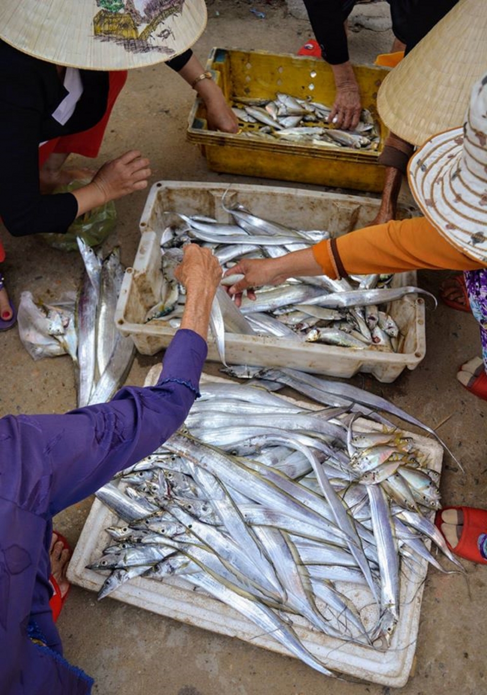 Phơi cá hố ở làng chài Phơi cá hố ở làng chài