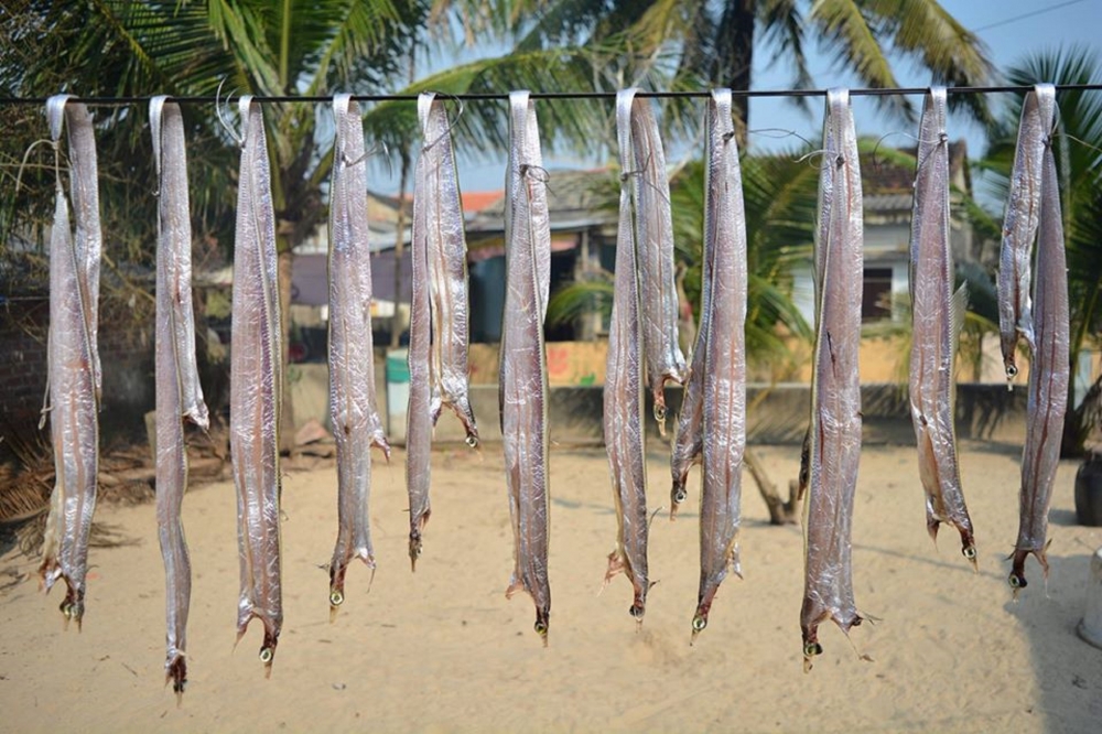 Phơi cá hố ở làng chài Phơi cá hố ở làng chài
