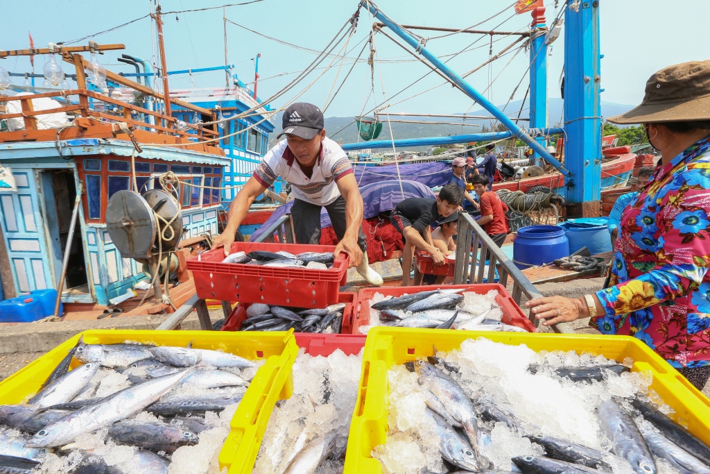 Tinh mơ ở cảng cá Thọ Quang: Xôn xao, tấp nập hơn ban ngày sang som tap nap tren cang ca tho quang