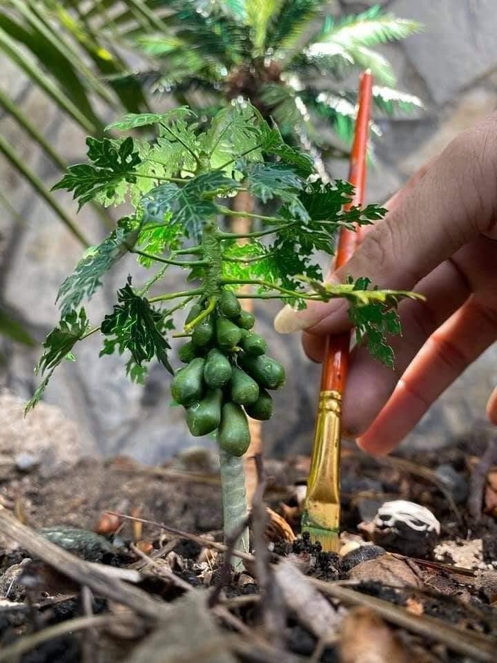 Biệt tài dựng cây cảnh mini của chàng phụ hồ quê Quảng Ngãi Biệt tài dựng cây cảnh mini của chàng phụ hồ quê Quảng Ngãi