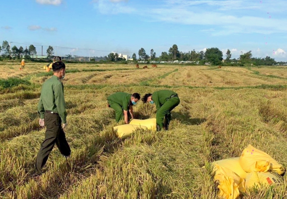 Công an Đà Nẵng giúp dân thu hoạch lúa Công an Đà Nẵng giúp dân thu hoạch lúa