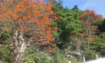 Ngô Đồng đỏ ở xứ cù lao